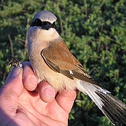 Red-backed Shrike